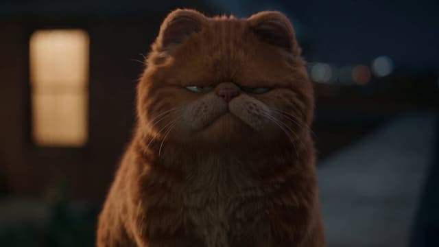 Comedy Cat Venting Session Video — video poster