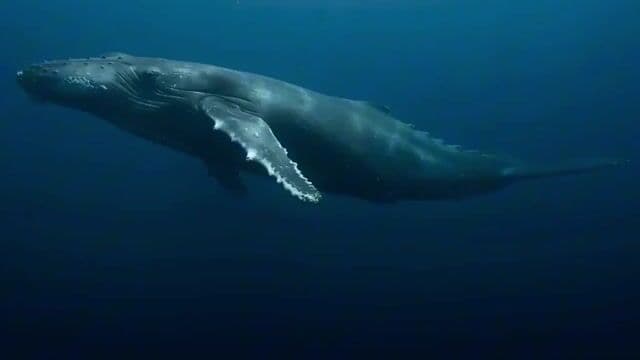 Deep ocean trench scene with a peaceful giant — cover