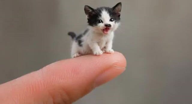 Miniature Sachet Sized Kitten Video — cover