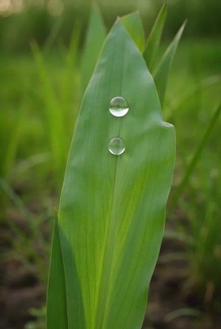 Iris Dew Drop Macro Video — cover