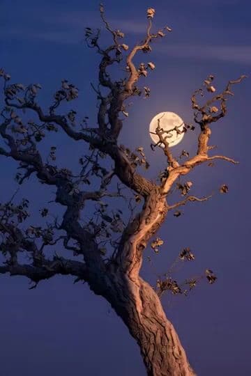 Peaceful night with crows prompt — cover