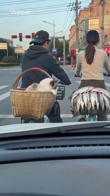 Ragdoll cat attempts to steal fish at a red light — cover
