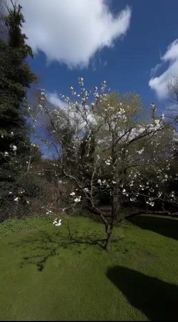 Grok Imagine Prompt: Camera movement on a white blossom tree — cover