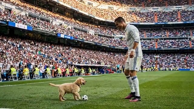 Dog vs. Prime Ronaldo in Champions League Final — cover