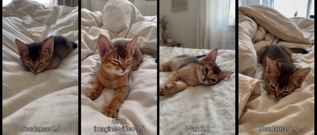 Kitten Video Model Comparison Prompt