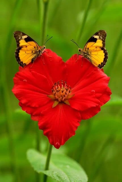 Butterflies on Heart Flower — cover