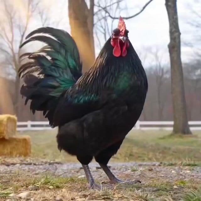 Cinematic Epic Rooster Action Hero Video Prompt — cover