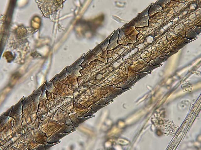 Microscopic View of a Subject — output