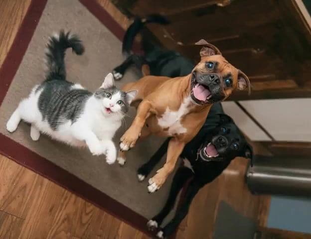 Excited Dogs Greeting Video — cover
