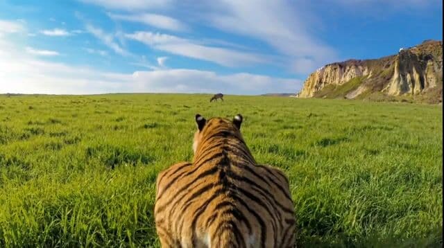 Ultra-Realistic Continuous Tiger Chase Shot Prompt — cover