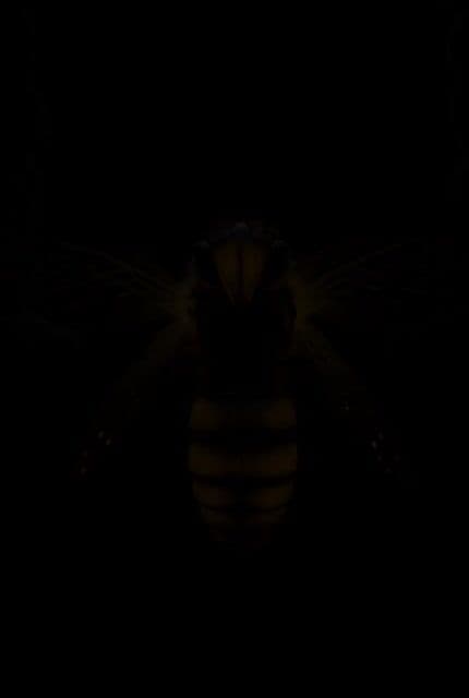 Bioluminescent Bee Circuit — cover