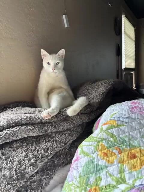 Cat Jumping and Talking Video Prompt — cover